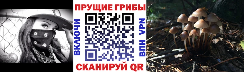 Псилоцибиновые грибы Cubensis Саров